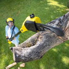 How Our Tree Care Process Works  in  Puxico, MO