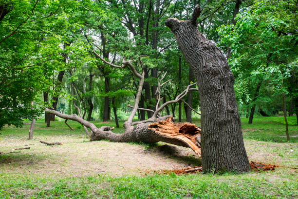 Professional Tree Care in Puxico, MO